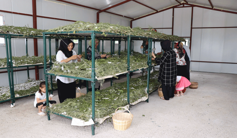 İzmit Belediyesi İpek Böceği Besleme Evi’nde ilk koza hasadı yapıldı