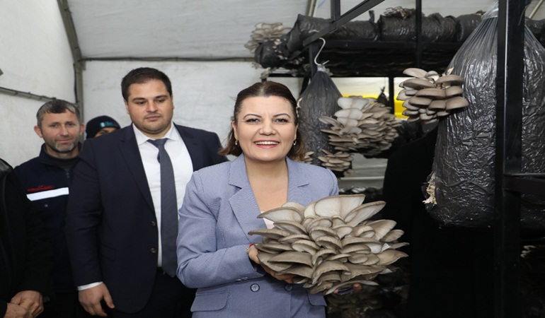 İzmit Belediyesi istiridye mantarı üretimine yeni yılda da devam edecek