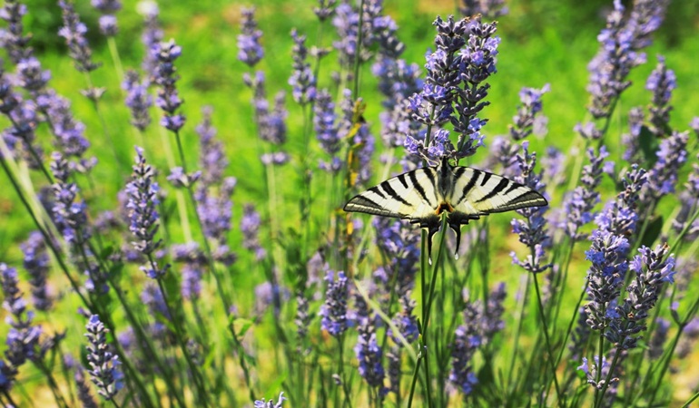 İzmit Belediyesi Lavanta Şenliklerine başlıyor