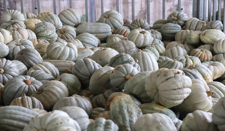 İzmit Belediyesi’nin ektiği tarladan 8 ton bal kabağı çıktı