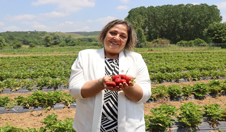 İzmit Belediyesi’nin geçen yıl çalınan çilekleri hasada hazır hale geldi