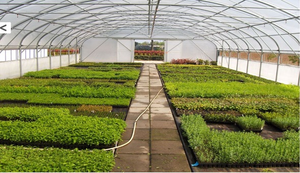 İzmit Belediyesi sera kuruyor