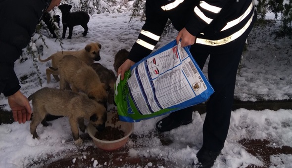 İzmit Belediyesi sokak hayvanlarını unutmuyor