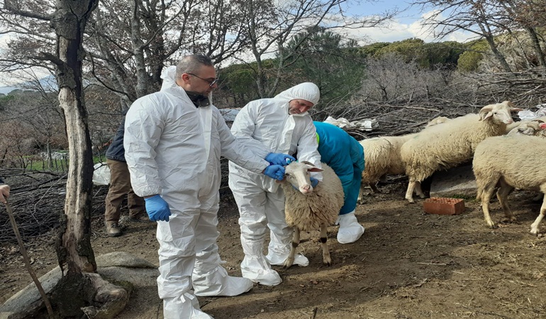İzmit Belediyesi, üreticiye küçükbaş hayvan desteği verecek