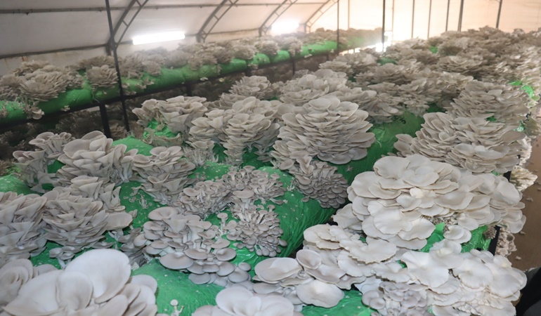 İzmit Belediyesi vatandaşlara ücretsiz istiridye mantarı dağıtacak