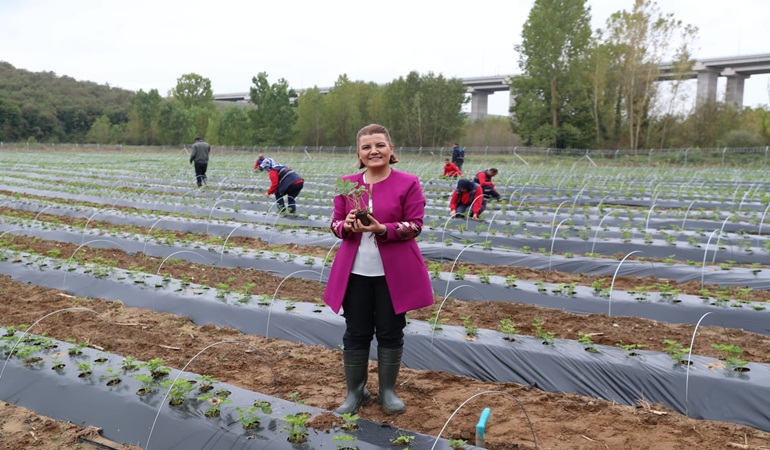 İzmit Belediyesinden çilek köy hamlesi!