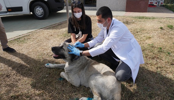İzmit Belediyesinden sokak hayvanlarına yerinde tedavi