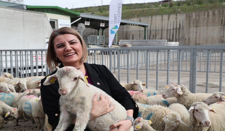 İzmit Belediyesinin küçükbaş hayvan desteği başladı 