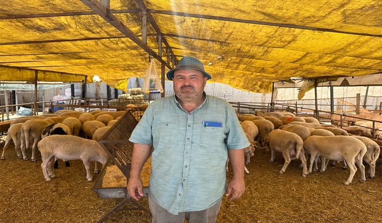 İzmit Hayvan Pazarı’nda kurbanlık alışverişi devam ediyor! 