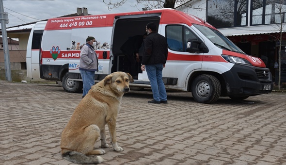 İzmit’in köylerinde sokak hayvanları aşılanıyor