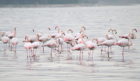 İzmit Körfezi’nde balıkçıl kuşların sayısı artıyor