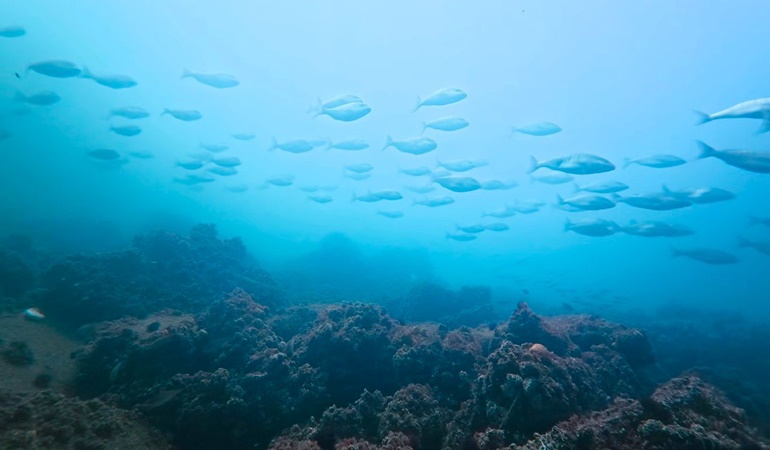 İzmit Körfezi’nde muhteşem değişim!