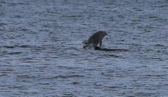 İzmit Körfezi'nde yunuslar cirit atıyor!