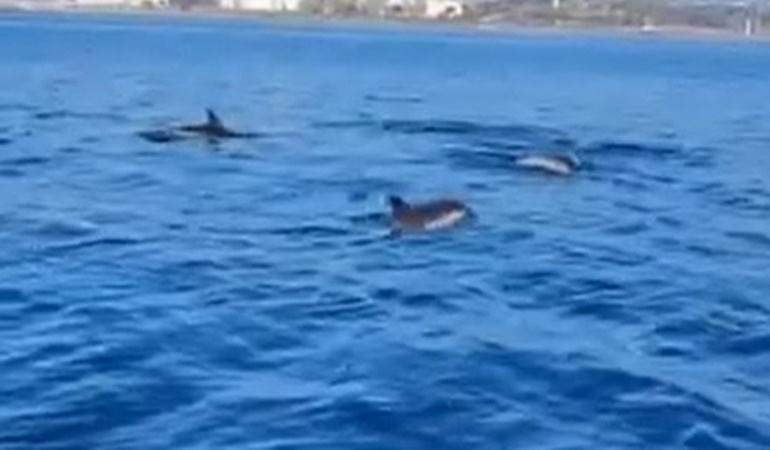 İzmit Körfezi, yunus balıklarının şölenine sahne oldu