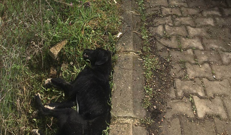 İzmit Sepetçi Köyü’ne bırakılan sokak köpekleri açlıktan ölüyor
