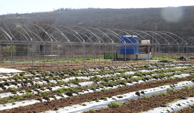 İzmit’te 1 dönümlük alana sebze serası kuruluyor