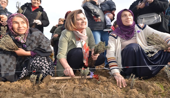 İzmit'te binlerce lavanta fidesi toprakla buluştu