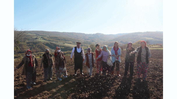 İzmit’te ekilen siyez buğdayı, hasattaki bereketiyle yüzleri güldürdü