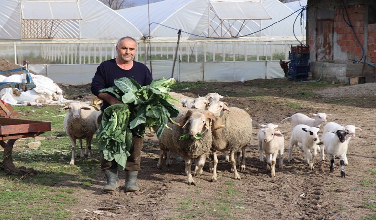 İzmit'te Küçükbaş Hayvan Destek Projesi meyvelerini vermeye başladı