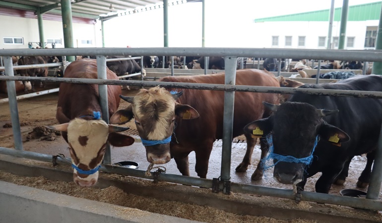 İzmit’te kurbanlık satışları başladı