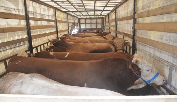 İzmit'te modern Hayvan Pazarı’na ilk kurbanlıklar geldi