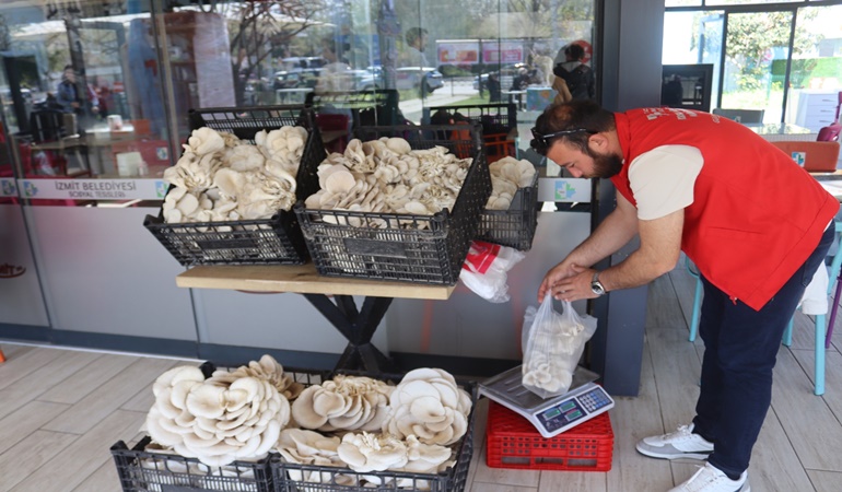 İzmit’te uygun fiyata istiridye mantarı satışına devam