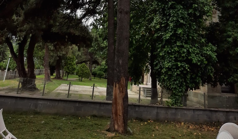 İzmit’te yıkılma tehlikesi olan ağaç için önlem alınacak