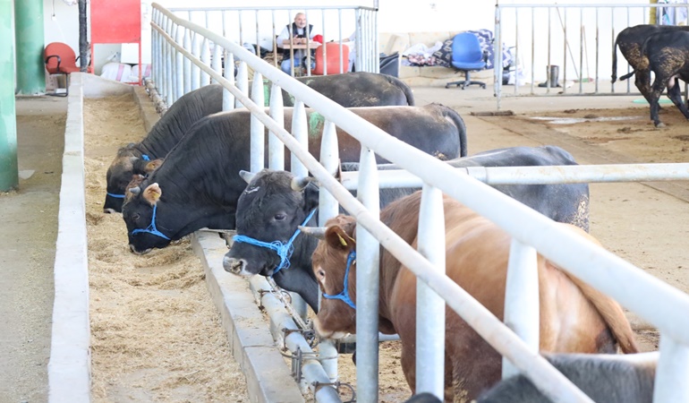 İzmit’teki Modern Hayvan Pazarı yoğun ilgi 