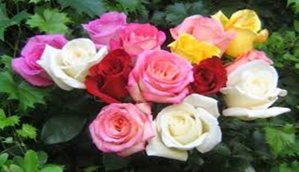 İzmitliler yarın 1. Gül festivalinde buluşuyor