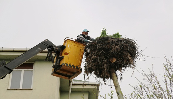 Kandıra belediyesi leyleklerin yuvasını da temizledi