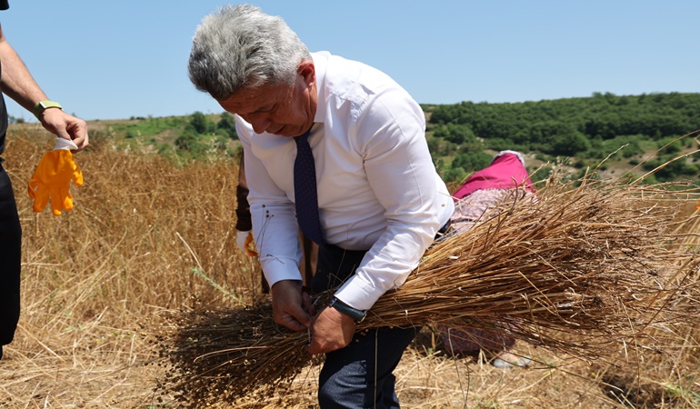 Kandıra’da 40 yıl sonra keten üretimine yeniden başladı
