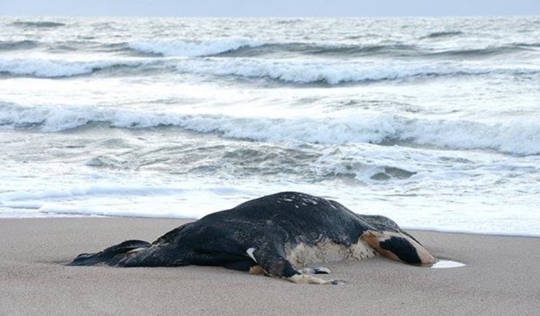 Kandıra’da denizden 4 büyükbaş hayvan ölüsü çıktı