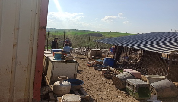 Kandıra’dan getirilen sokak hayvanları Büyükşehir bakımında