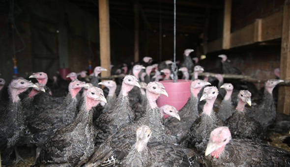 Kandıra hindisi yeniden hayat bulacak