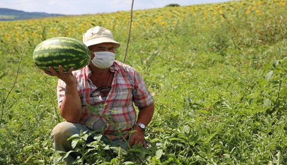 Kandıra karpuzu ağızları tatlandırıyor