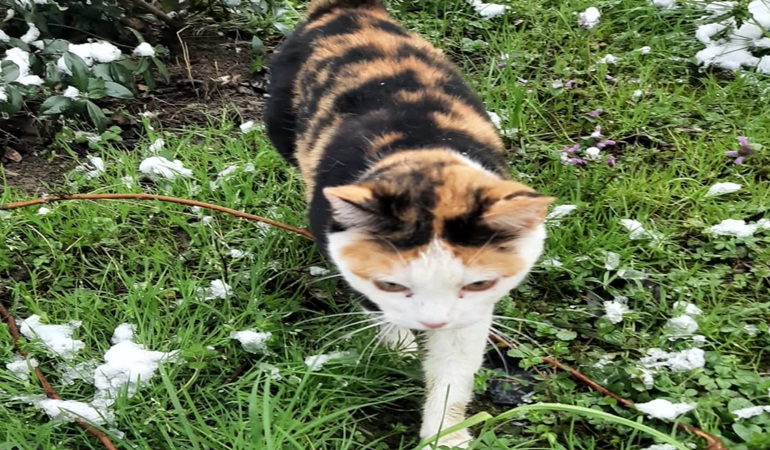 Kar nedeniyle ağaçta mahsur kalan kediyi kurtardılar