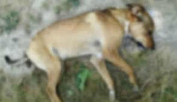 Karamürsel'de büyük vicdansızlık