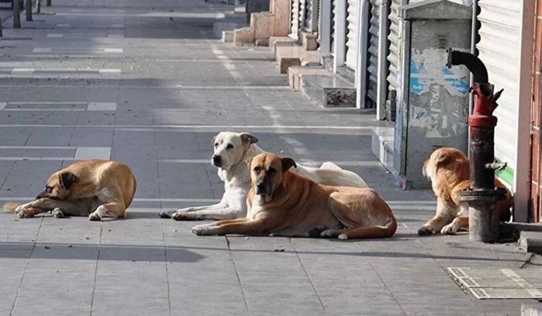 Kartepe Belediyesi araçla getirilip İzmit’e salınan sokak köpeklerini geri götürmelidir