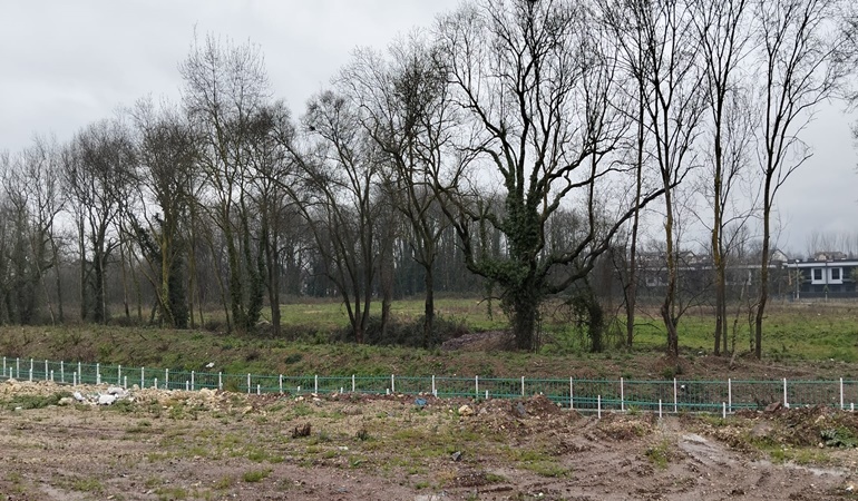 Kartepe’de asırlık ağaçlar kaderine mi terk edildi? 