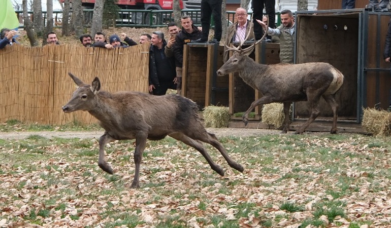 Kartepe’de ormana 8 geyik daha salındı