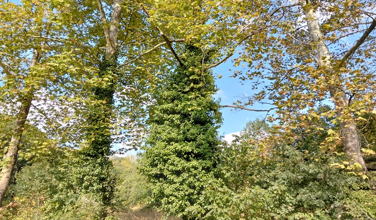 Kartepe’deki eski kışlada ağaçlar ölebilir!