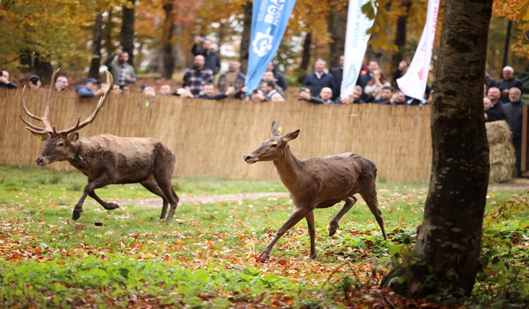 Kartepe samanlı dağlarına 7 yeni kızıl geyik daha salındı