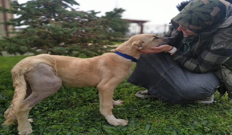 Kaza geçiren köpek hayata tekrar bağlandı