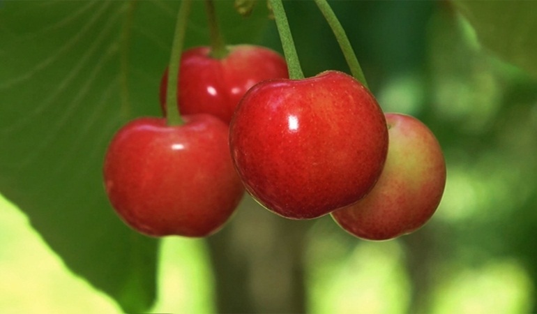 Kirazın kilosu 1000 TL!