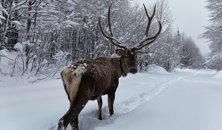 Kızıl geyikler karla kaplı dağda bir kez daha görüntülendi