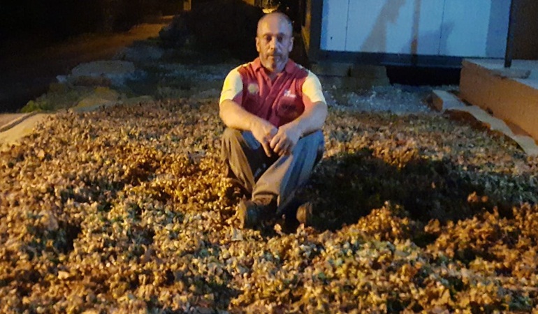 Kocabayramlar’da fındık hasadı