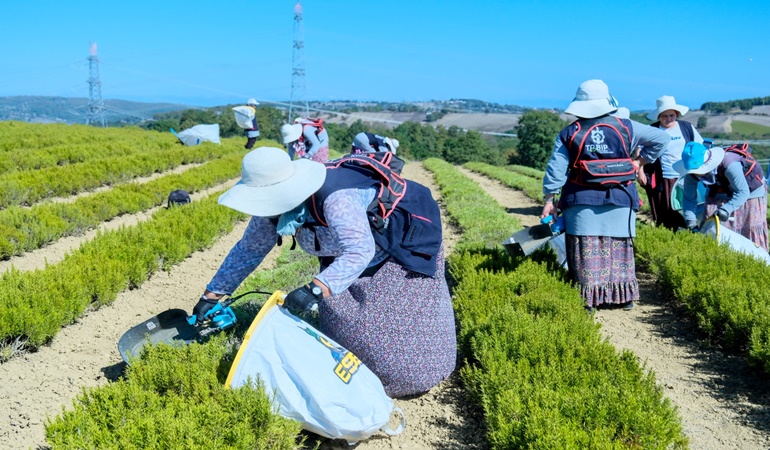 Kocaeli’de 5 milyon tıbbi ve aromatik bitkilerin hasadına başlandı