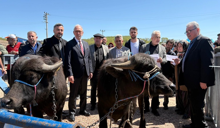 Kocaeli’de damızlık mandaları üreticilere teslim edildi
