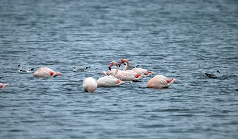 Kocaeli’de doğaseverler Flamingo Şenliği’nde buluştu