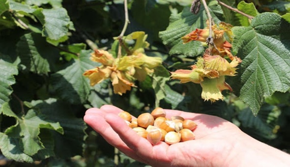 Kocaeli’de fındık üretimine izin verilecek mi?